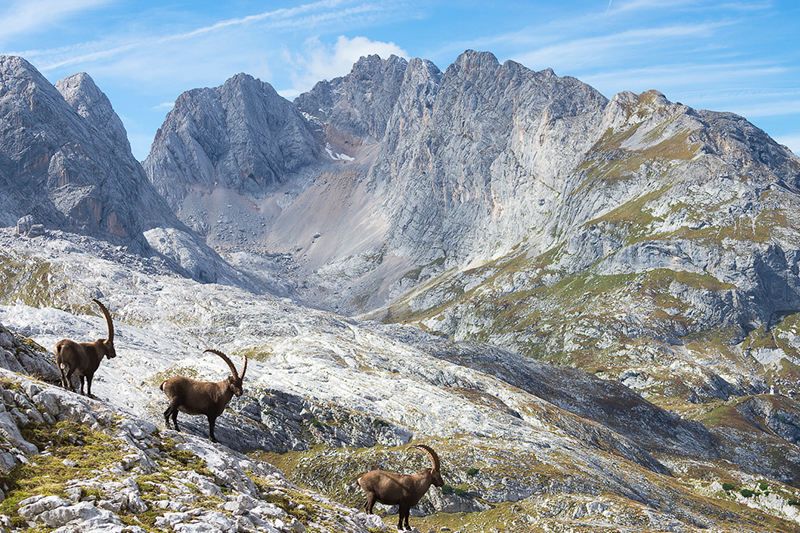 Stambecchi e Tre Cime © Cons. Turistico Tre Cime / Nicola Bombassei