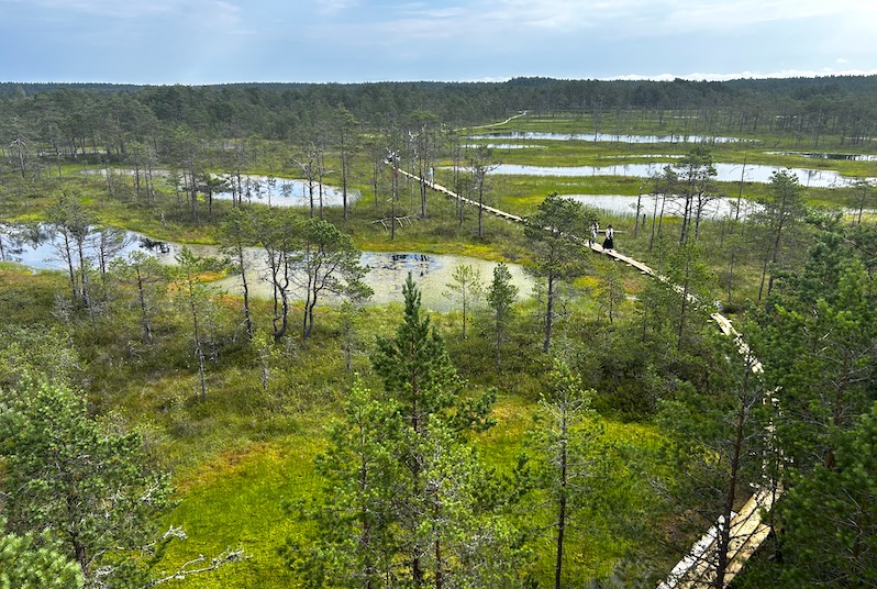 torbiere viru bog estonia