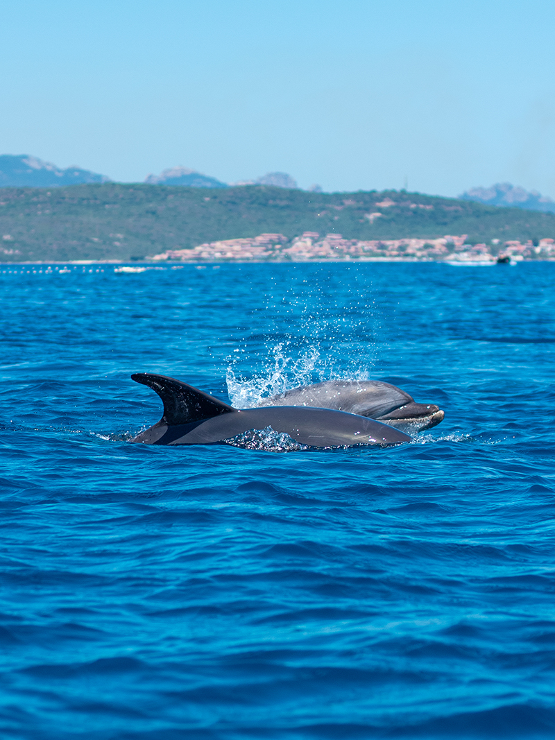 Avvistamento delfini © Kayaking Moresca