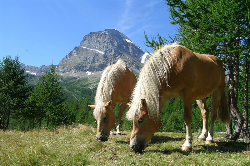 Parchi del Piemonte. Alpe Veglia