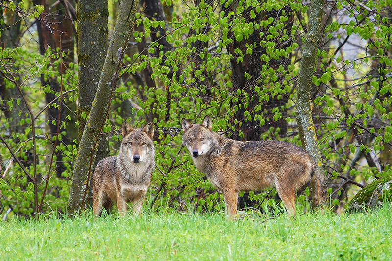 Parchi del Piemonte. Centro Uomini-Lupi sulle Alpi Marittime