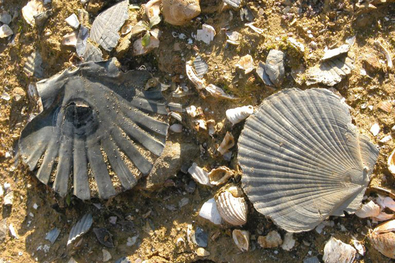 Fossili nel Parco Paleontologico dell'Astigiano