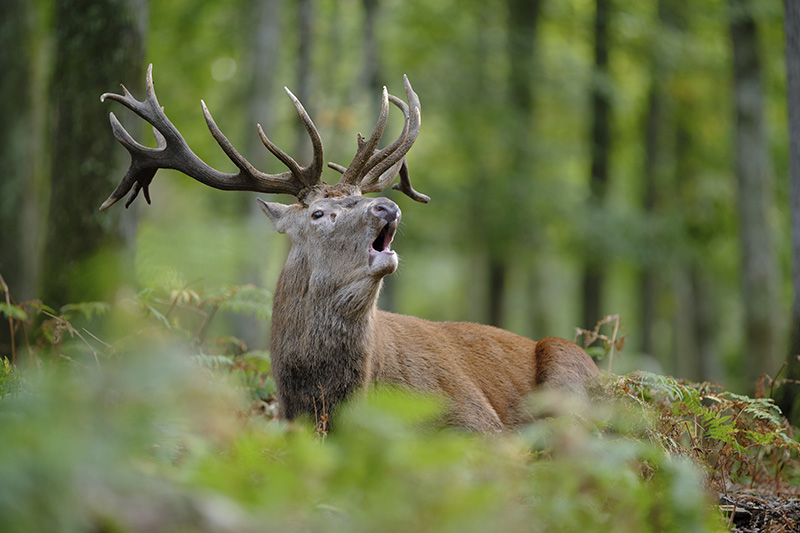 Attività nei Parchi del Piemonte con i bambini, ascoltare il bramito del cervo