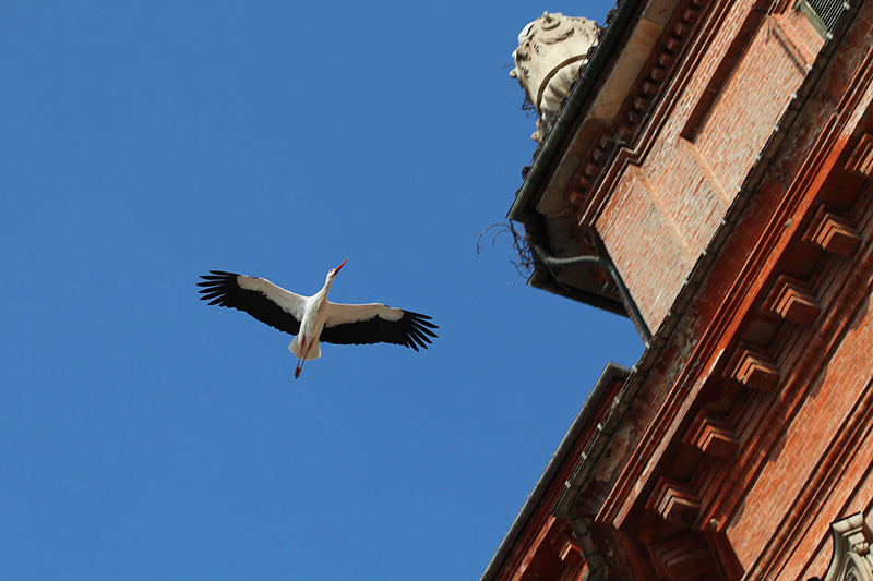 Cicogna sul Castello di Racconigi
