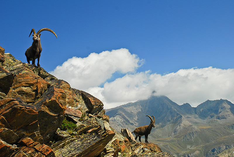 Parchi del Piemonte. Gran Paradiso, stambecchi