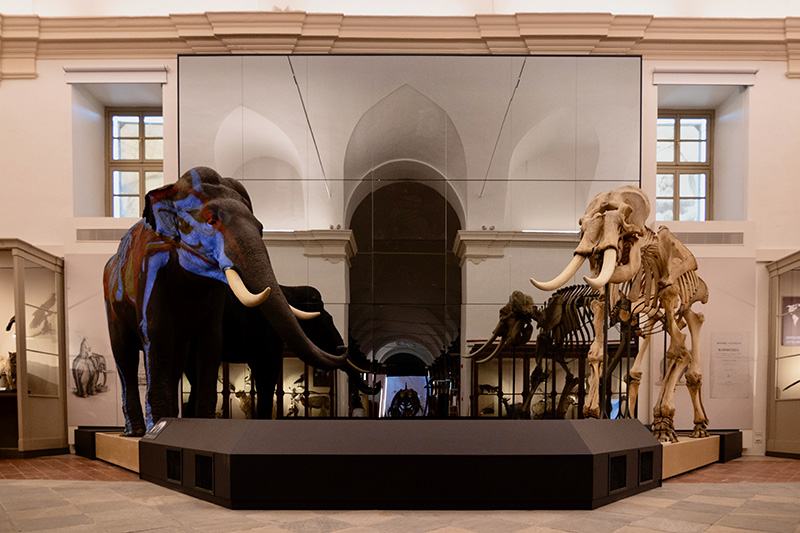 Museo Scienze Naturali di Torino