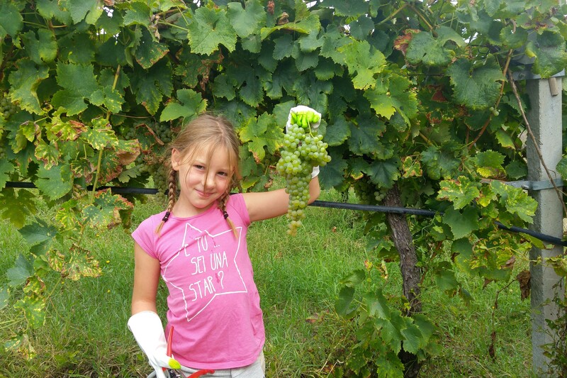 Cantine Aperte in Vendemmia