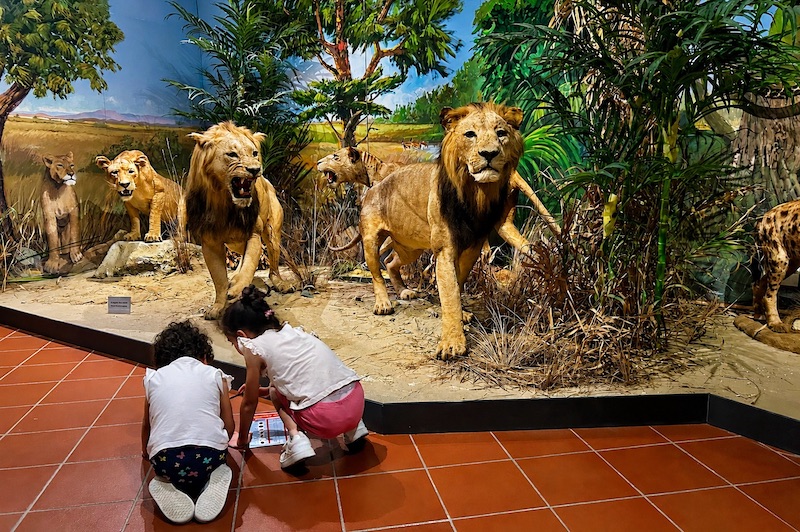 Il Museo di Storia Naturale Silvia Zenari di Pordenone