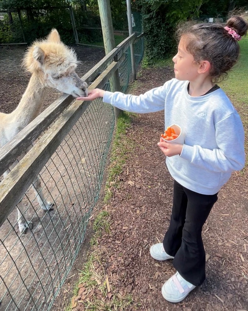 alpaca e bambina