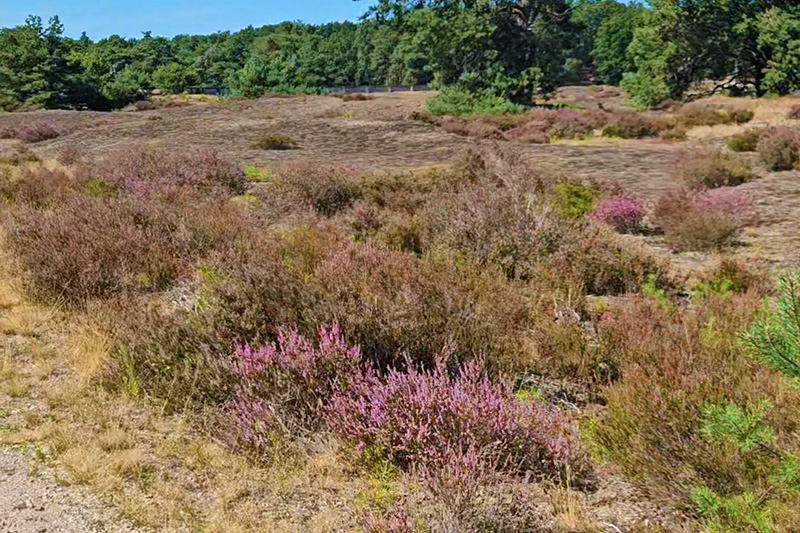 Paesaggi d'erica al Parco di Hoge Veluwe