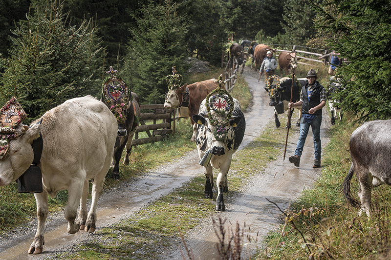 Transumanza Val Ridanna © Ratschings Tourismus / Horeca