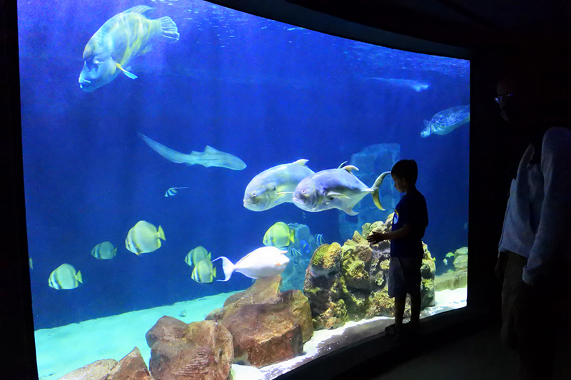 Le grandi vasche dell'Acquario di Livorno
