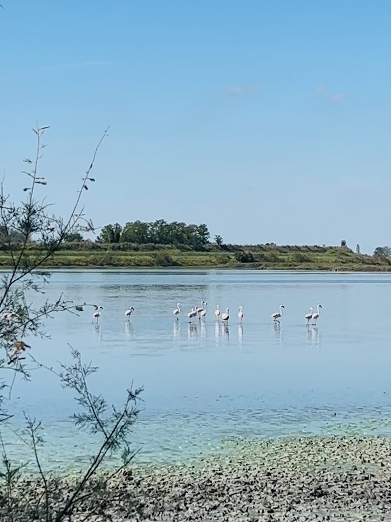 Fauna autoctona