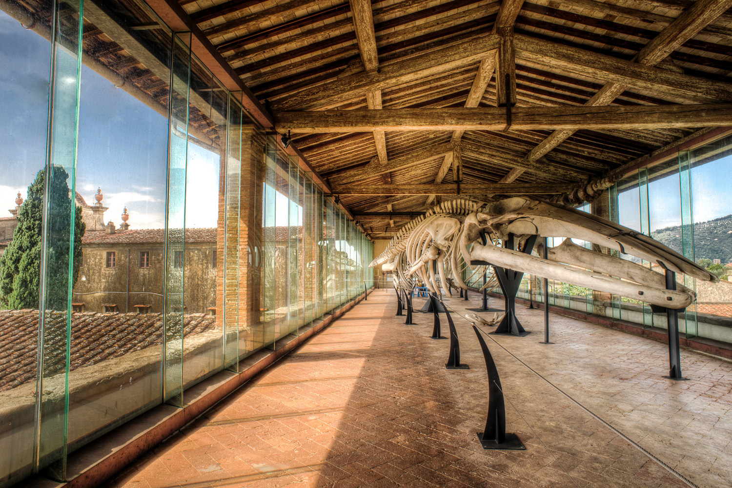 Galleria dei Cetacei al Museo di storia naturale dell'Università di Pisa a Calci