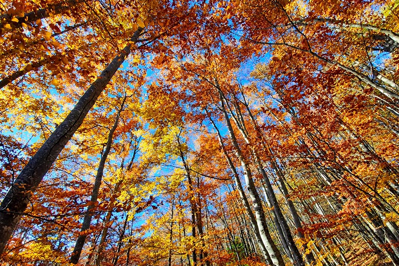 Sentiero dei faggi a Folgaria in autunno