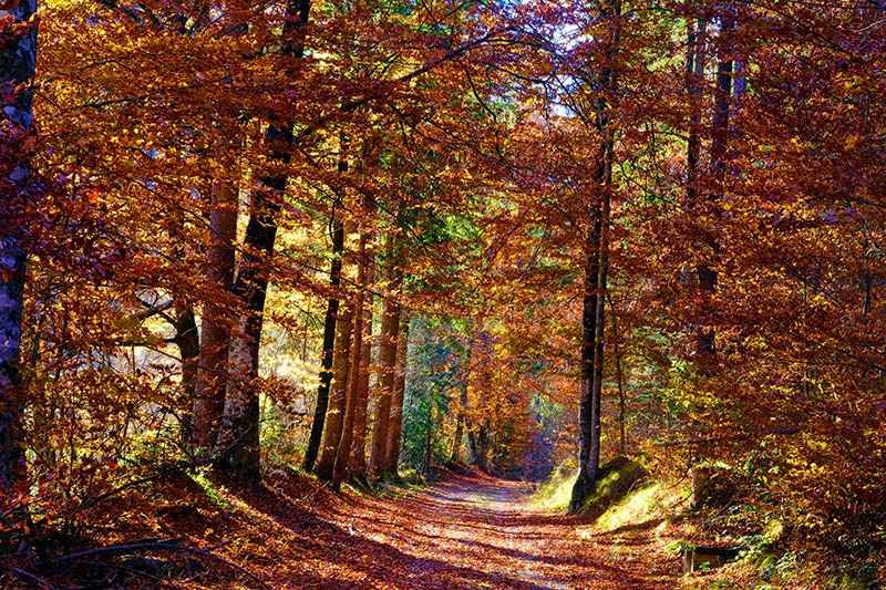 Foliage in Valsugana, Valle Sella