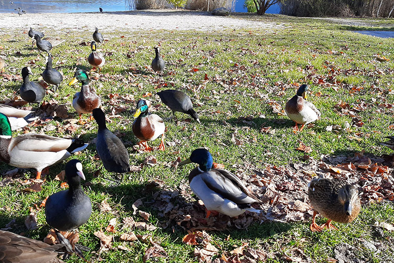 Paperelle ai laghi in Valsugana