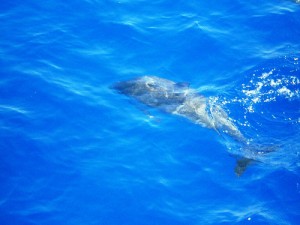 Gran Canaria con bambini, delfini