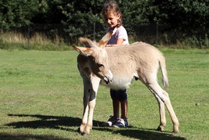 parco-zoo-safari